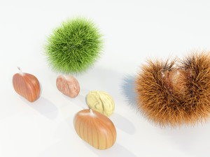 Chestnuts 3D 모델