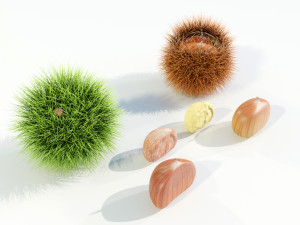 Chestnuts 3D 모델