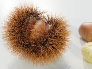Chestnuts 3D 모델