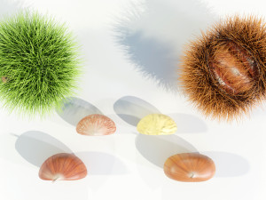 Chestnuts 3D 모델