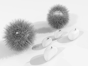 Chestnuts 3D 모델