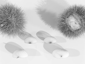 Chestnuts 3D 모델
