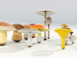 Mushrooms Collection 3Dモデル