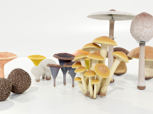 Mushrooms Collection 3Dモデル