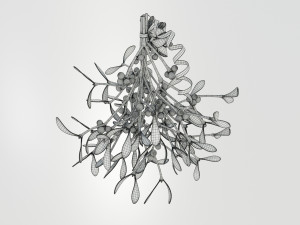 Mistletoe Bunch 3D Model