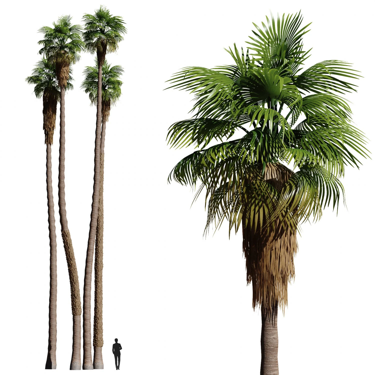 California fan palm trees Washingtonia Robusta 3D Model .c4d .max .obj .3ds .fbx .stl .blend 