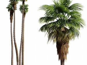 California fan palm trees Washingtonia Robusta 3D 模型