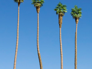 California fan palm trees Washingtonia Robusta 3D Model