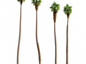 California fan palm trees Washingtonia Robusta 3D Model