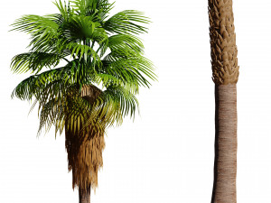 California fan palm trees Washingtonia Robusta 3D Model