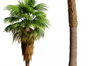 California fan palm trees Washingtonia Robusta 3D Model