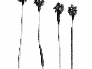 California fan palm trees Washingtonia Robusta 3D Model