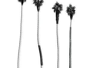 California fan palm trees Washingtonia Robusta 3D Model