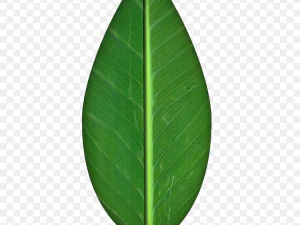 Dresser plant 3D Model