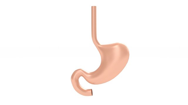 Human Stomach Anatomy 3D Model .c4d .max .obj .3ds .fbx .stl .blend 