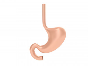 Human Stomach Anatomy Modello 3D