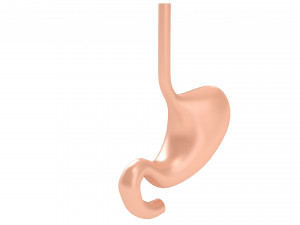 Human Stomach Anatomy 3D Model