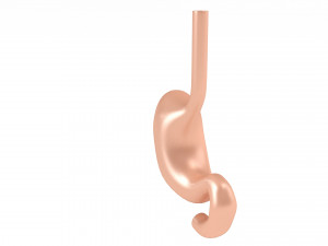 Human Stomach Anatomy 3D Model