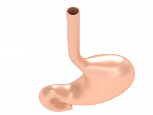 Human Stomach Anatomy 3D Model