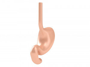 Human Stomach Anatomy 3D Model