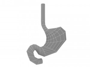 Human Stomach Anatomy 3D Model