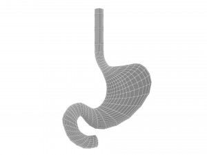 Human Stomach Anatomy 3D Model
