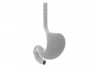 Human Stomach Anatomy 3D Model