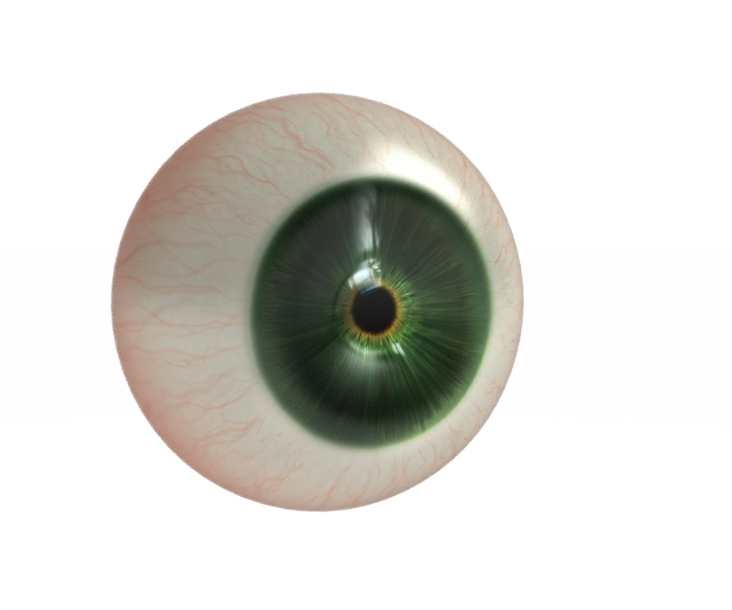Eye ball 3D Model .c4d .max .obj .3ds .fbx .stl .blend 