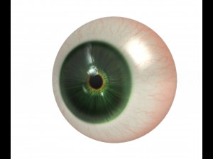 Eye ball Model 3D