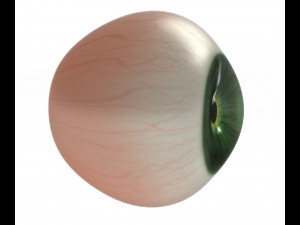 Eye ball Model 3D