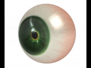 Eye ball Model 3D