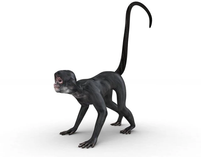 Monkey 3D Model .c4d .max .obj .3ds .fbx .stl .blend 