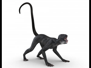 Monkey 3D-Modell