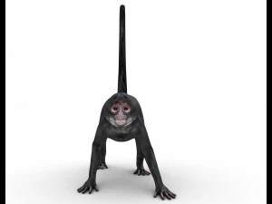Monkey 3D Model
