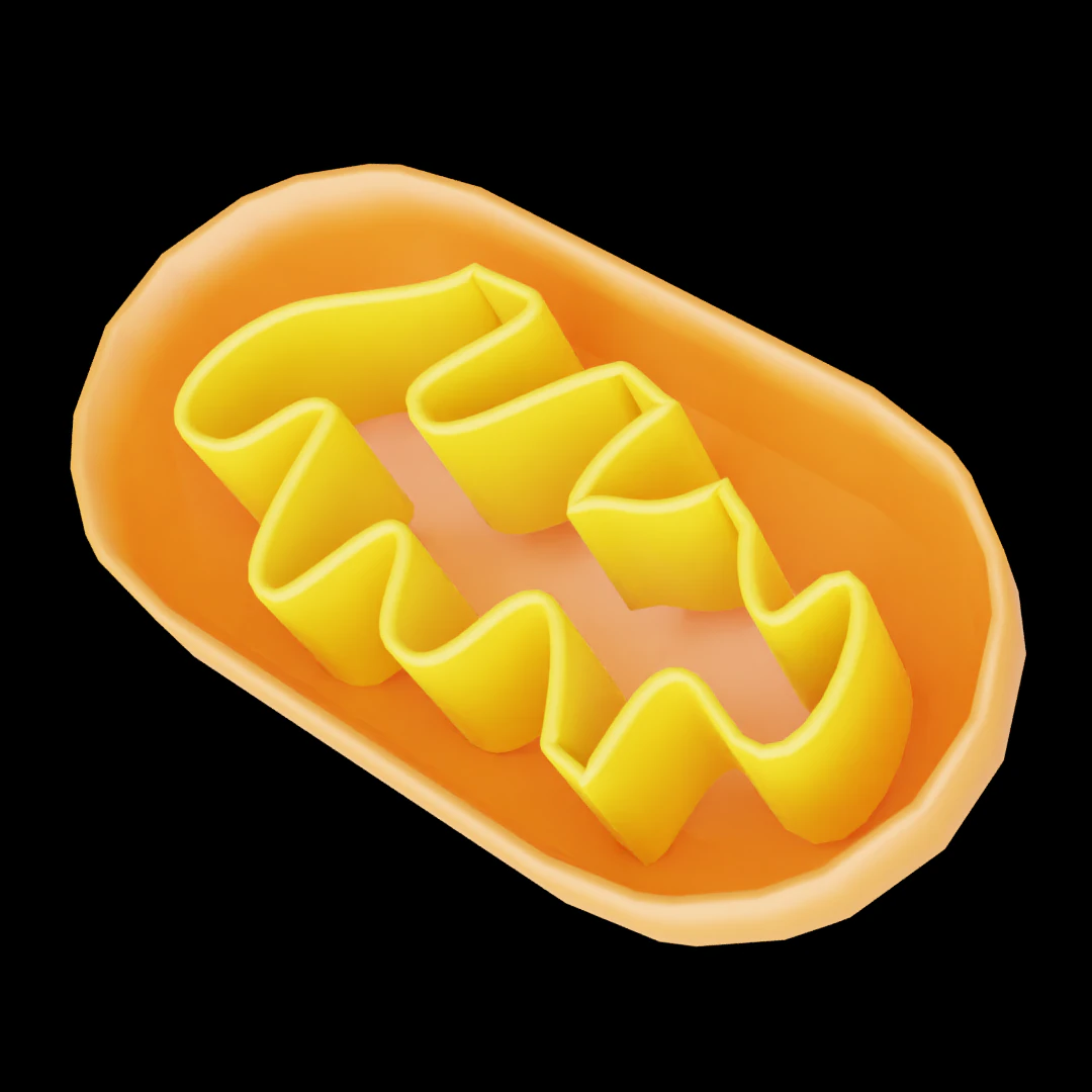 Mitochondria 3D Model .c4d .max .obj .3ds .fbx .stl .blend
