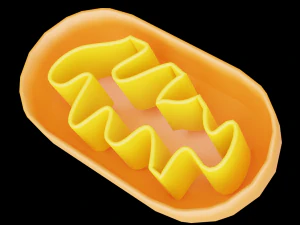 mitocondrias Modelo 3D