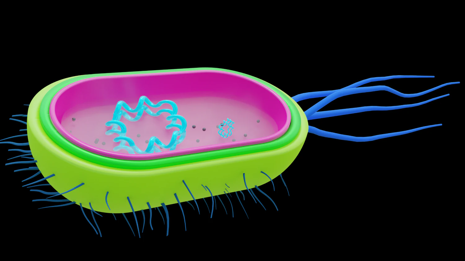 Bacteria 3D Model .c4d .max .obj .3ds .fbx .stl .blend 