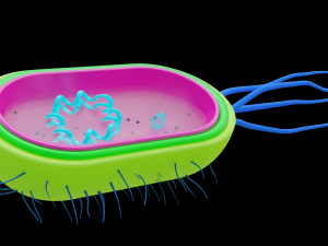 Bacteria 3D 模型
