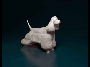 American Cocker Spaniel 3D Print Model