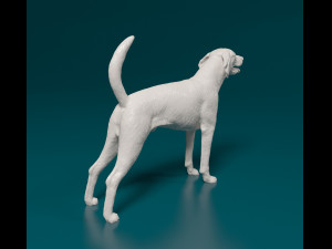 American Foxhound Modelo de Impressão 3D