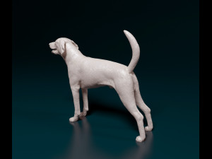 American Foxhound Modelo de Impressão 3D