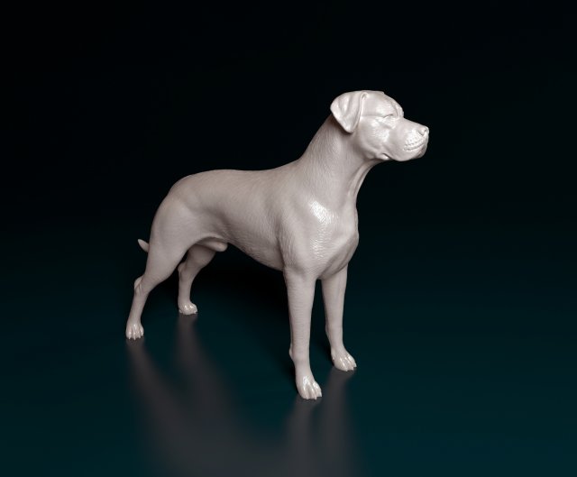 Argentino Dog 3D 打印模型 .c4d .max .obj .3ds .fbx .stl .blend 