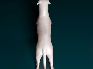 Argentino Dog 3D 打印模型