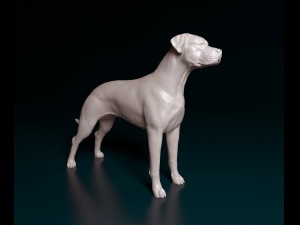 Argentino Dog 3D 打印模型
