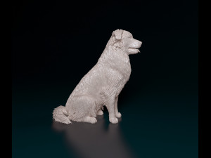 Australian Shepherd sitting 3Dプリントモデル