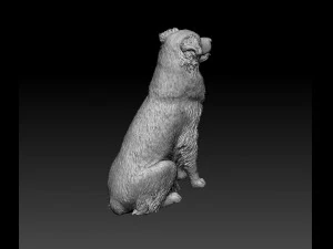 Australian Shepherd sitting 3D Print Model