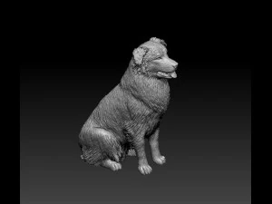 Australian Shepherd sitting 3D Print Model