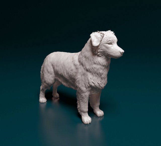 Australian shepherd dog Modèles 3D en vedette .c4d .max .obj .3ds .fbx .stl .blend 