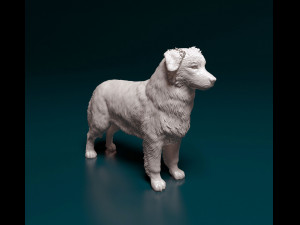 Australian shepherd dog 3D Print Model