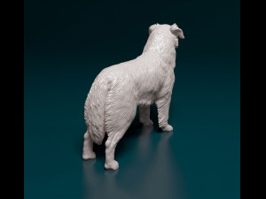 Australian shepherd dog Modèles 3D en vedette